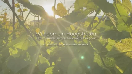 Wijndomein Hoogstraten